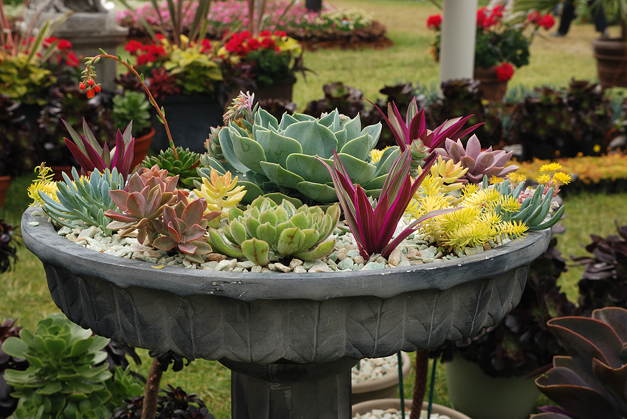 Succulents-in-Birdbath-Container-Garden