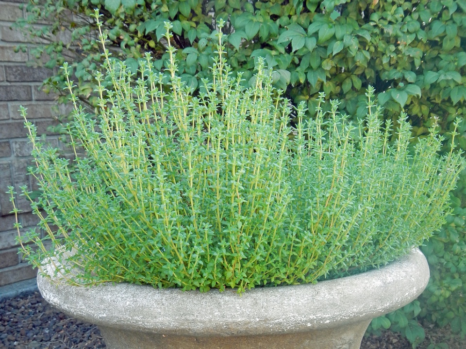 thyme-herb in cement pot