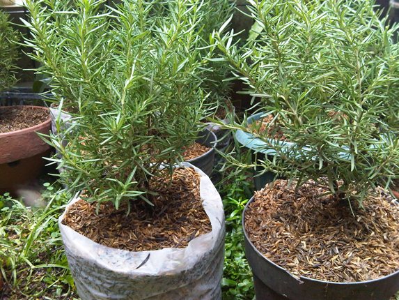 How To Planting Rosemary Plant